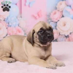 Diesel, English Mastiff Puppy